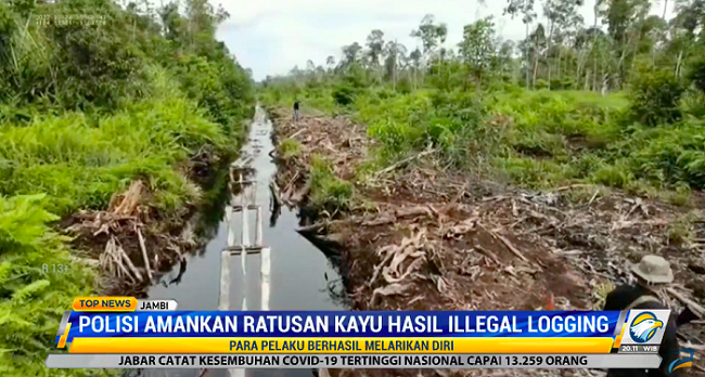 Polisi Amankan Ratusan Kayu Hasil <i>Illegal Logging</i>