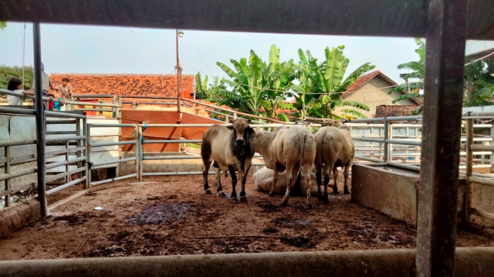 RPH di Cirebon Terdampak Kenaikan Harga Daging