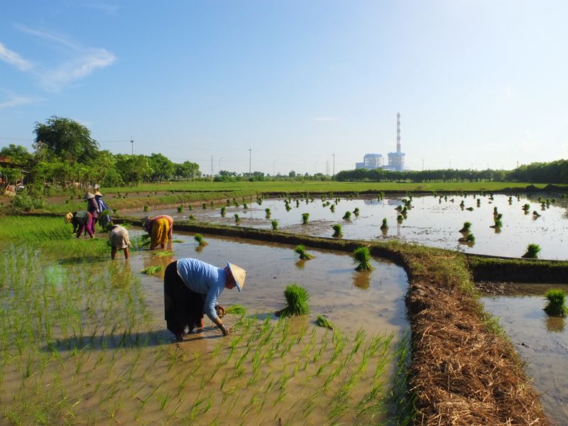 PLN ?mengolah sekam padi jadi bahan bakar PLTU. Foto: dok PLN.