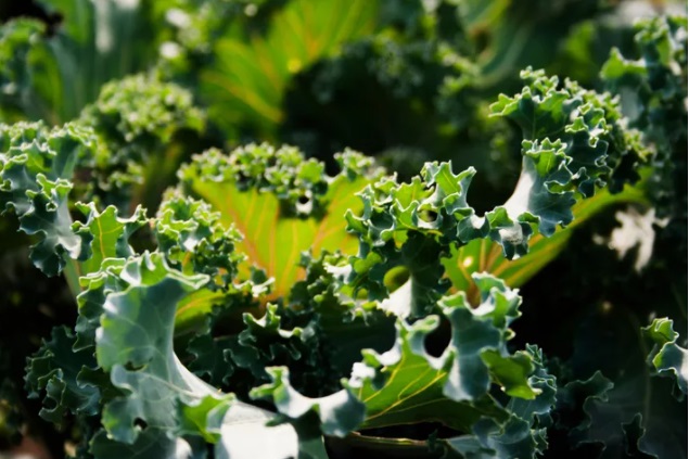 Khasiat Kale, Ternyata Bisa Menyehatkan Rambut