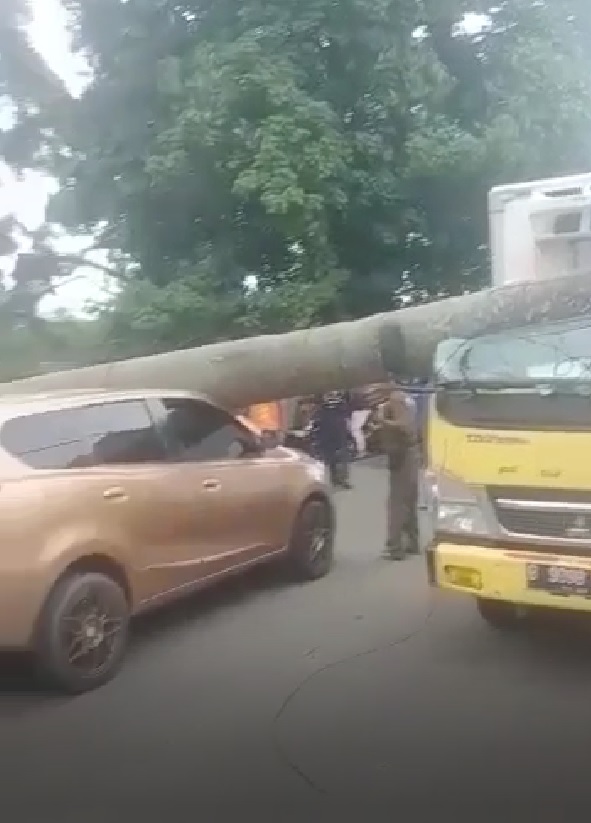 Pohon Tumbang Timpa 2 Mobil di Tangsel, Seorang Sopir Terluka