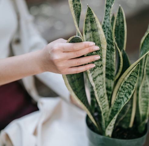 Cara Memperbanyak Lidah Mertua dengan 3 Metode Mudah