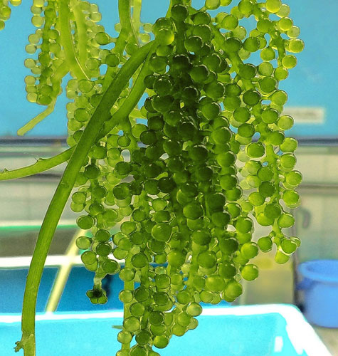 Anggur Laut Berpotensi Jadi Sumber Nutrisi Masa Depan