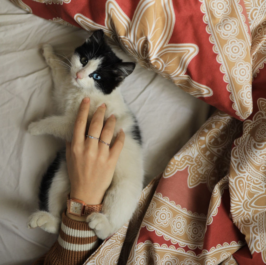 Kucing menggigit saat dielud (Foto: Pexels)