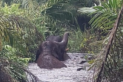 BBKSDA Riau Berupaya Keluarkan Dua Gajah Terjebak di Rawa