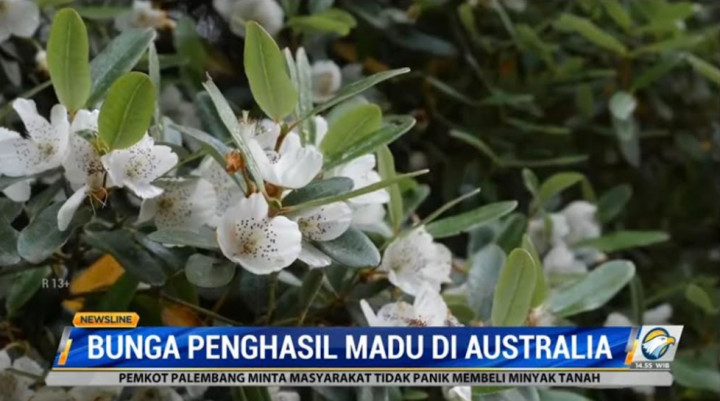 Madu Leatherwood, Madu Terkenal dari Australia yang Terancam Perubahan Iklim