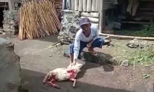 Puluhan Kambing di Bondowoso Mati Misterius dengan Kondisi Terkoyak