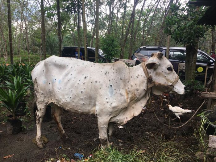 Pakar UGM Sebut Daging Sapi Terpapar Lumpy Skin Tidak Layak Konsumsi