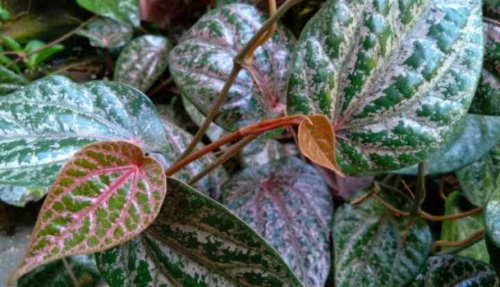 Khasiat Sirih Merah Diteliti, Mampu Percepat Penyembuhan Luka Diabetik