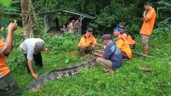 Buaya 4 Meter di Objek Wisata Akar Seribu Jepara Lepas