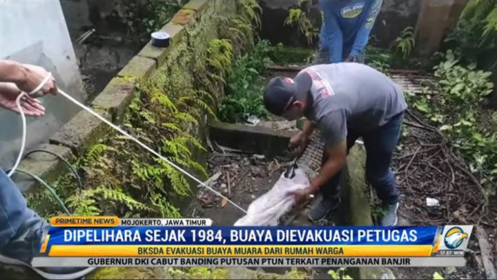 Buaya Muara Dievakuasi karena Pemilik Tak Sanggup Merawat
