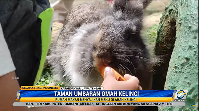 Unik! Resto Ini Hidangkan Daging Kelinci dengan Taman Bermain Kelinci