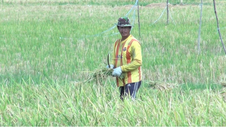 Bulog akan Serap Gabah Petani Minimal 1,2 Juta Ton
