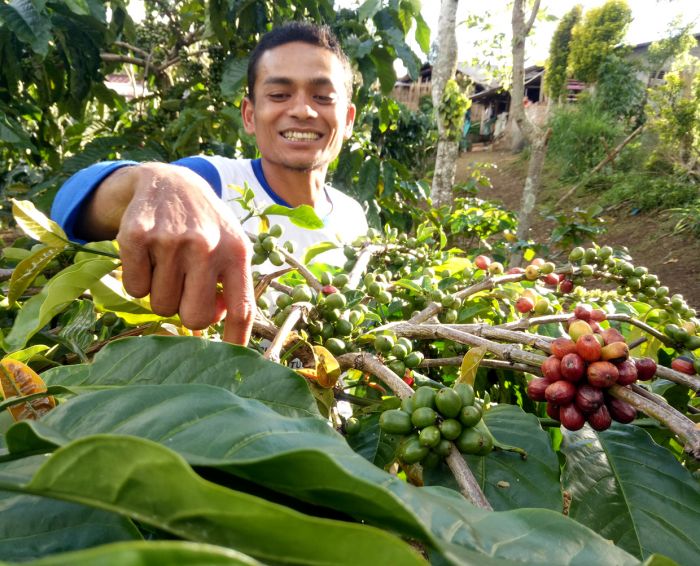 Pemerintah Dorong Kopi Lokal Kuasai Pasar Internasional
