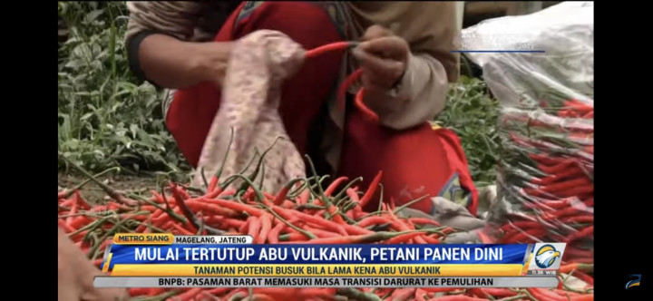 Mulai Tertutup Abu Vulkanik, Para Petani Cabai di Magelang Panen Dini