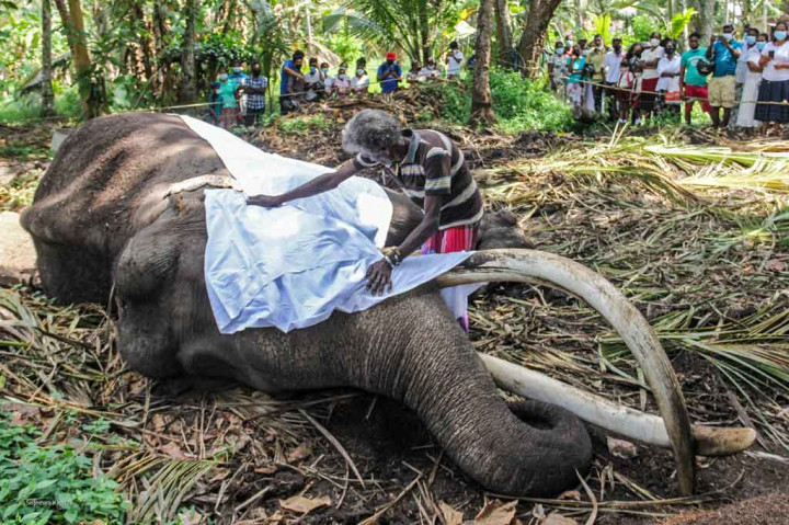 Berita Duka, Gajah Paling Suci di Sri Lanka Mati