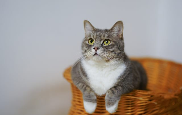 Ini pertolongan saat kucing kamu tersedak. (Foto: Ilustrasi/Pexels.com)