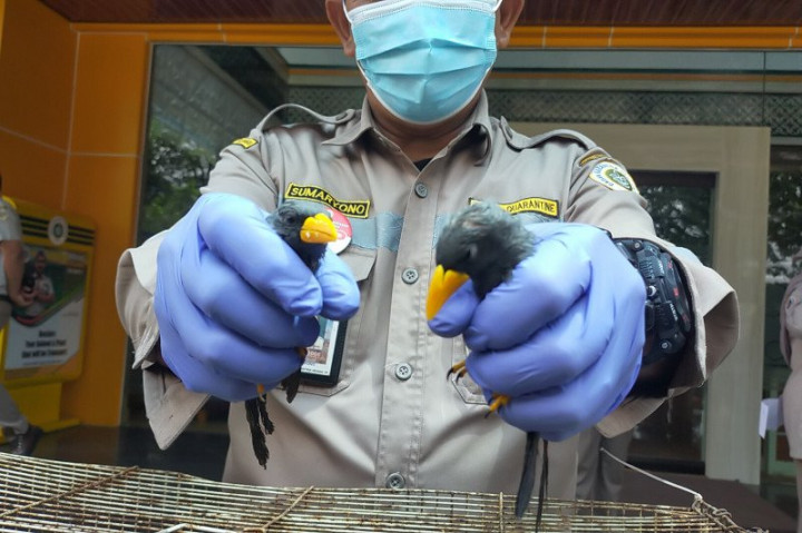 Nuri Hitam di Pulau Seram Terancam Punah
