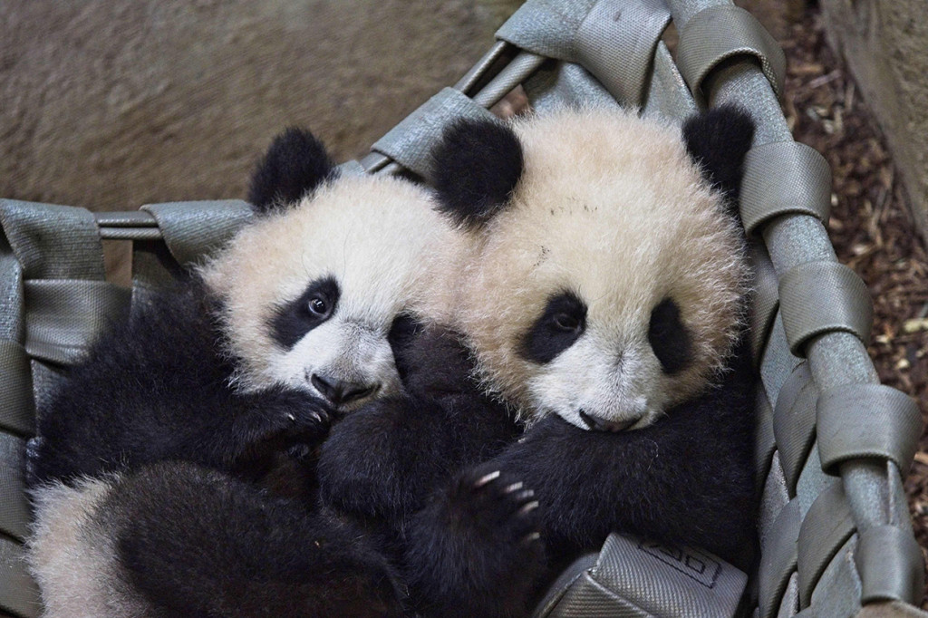 Lucunya Anak Panda Kembar di Kebun Binatang Prancis