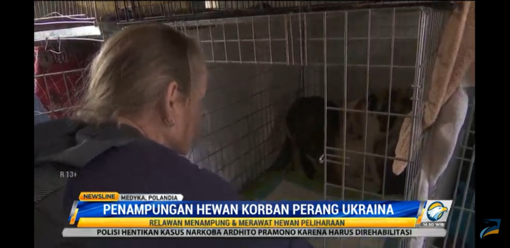 Penampungan hewan korban perang Ukraina. Foto: Dok/Metro TV