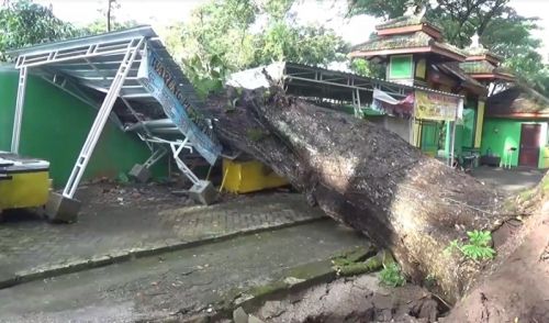 Pohon Tumbang Timpa Rumah Warga di Ponorogo, 5 Penghuni Terjebak