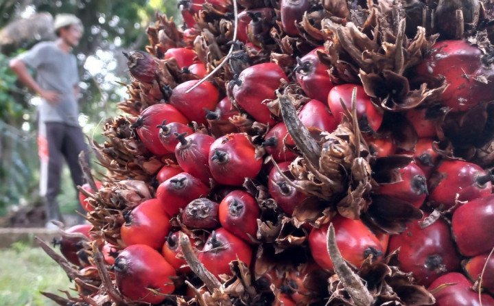 Kinerja Perdagangan RI Terpengaruh Kebijakan DMO 30%