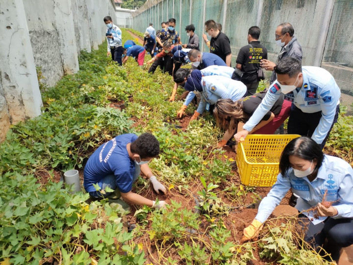 Warga Binaan Rutan Salemba Diberdayakan Tanam Ubi Jepang