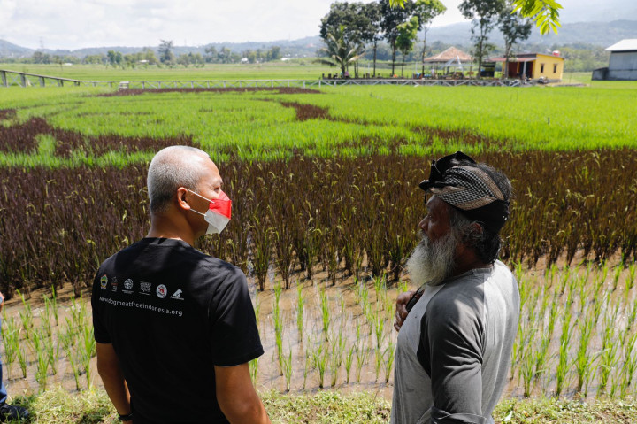 Gambar Ganjar di Tengah Sawah Bakal DIjadikan Tempat Wisata