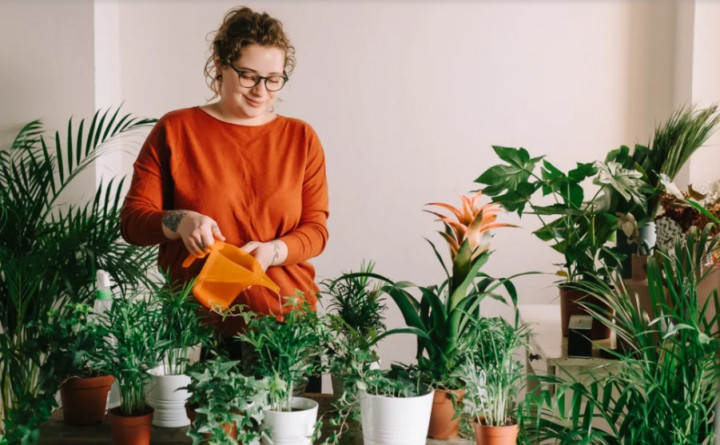 5 Jenis Tanaman yang Bagus secara fengsui dan Bisa Membawa Hoki