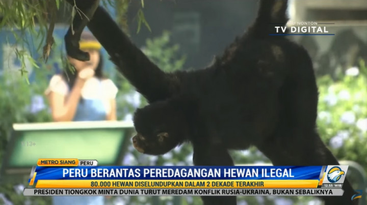 Peru Berantas Perdagangan Hewan Ilegal