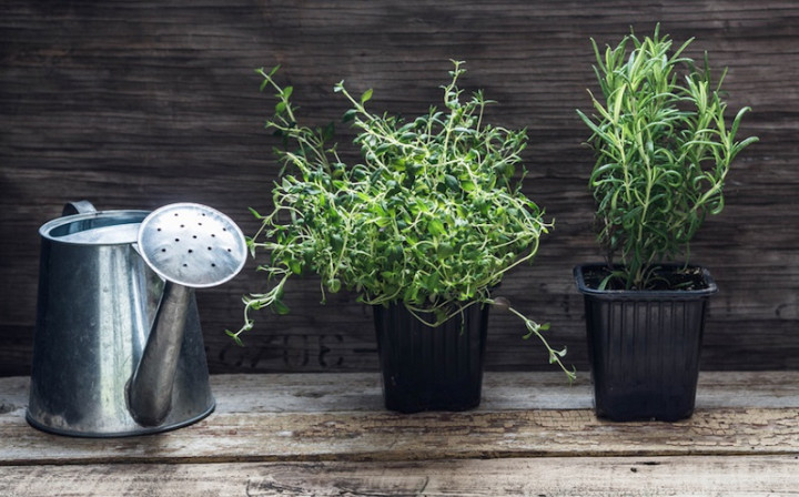 5 Tanaman Herbal dan Cara Merawatnya di Rumah