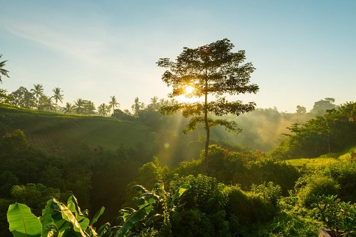Dalam rangka memperingati Hari Hutan Sedunia pada 21 Maret 2022, SIG mengajak masyarakat Indonesia untuk  melestarikan hutan dan pohon. (Foto: Ilustrasi. Dok. Freepik.com)