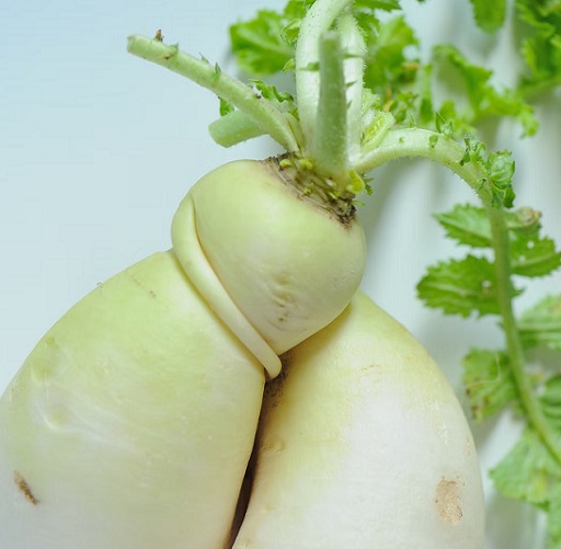 Kelola Diabetes dengan Kekuatan Super Food Lobak