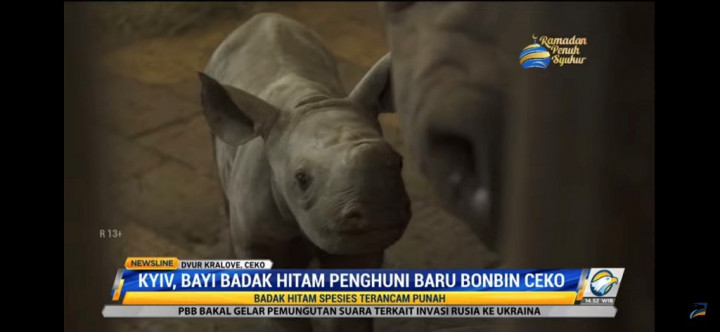 Kyiv, Bayi Badak Hitam Simbol Protes Invasi Rusia ke Ukraina