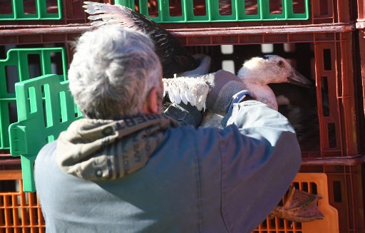 Virus Flu Burung Meluas, 10 Juta Unggas di Prancis Dimusnahkan