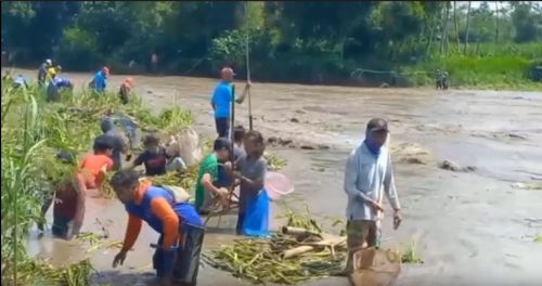 Tradisi <i>Pladu</i> Berburu Ikan Mabuk di Sungai Brantas Kediri