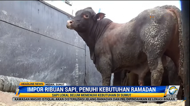 Impor ribuan sapi, penuhi kebutuhan Ramadan. Foto: Dok/Metro TV