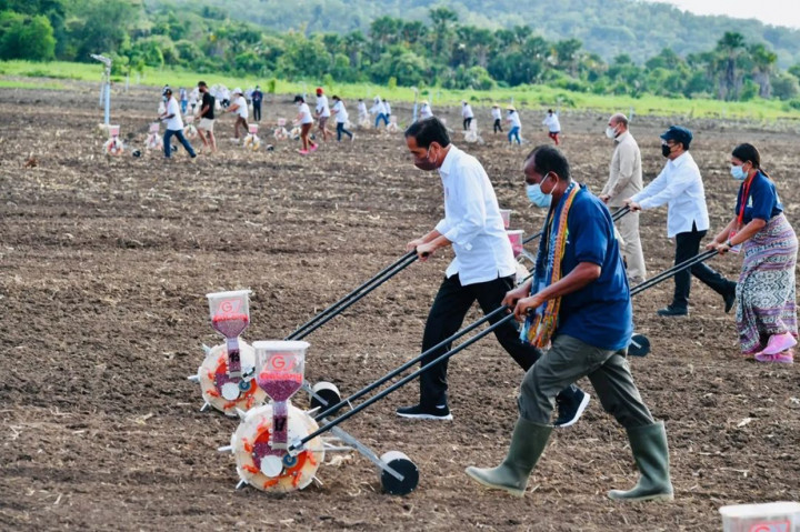 Momen Jokowi Tanam Jagung Bareng Petani di Ladang Food Estate NTT
