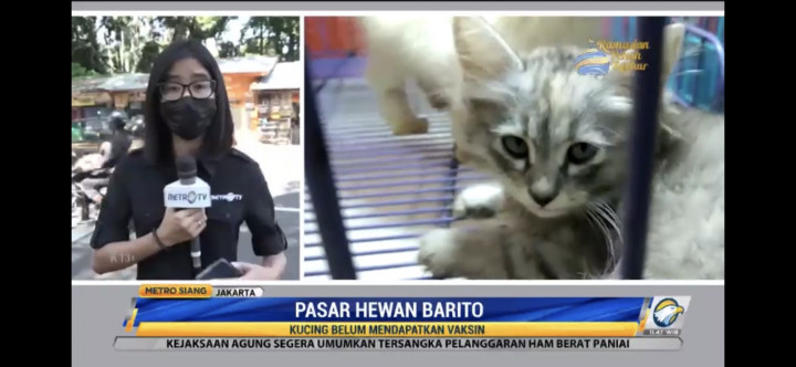 Miris, Kucing di Pasar Barito Belum Divaksin