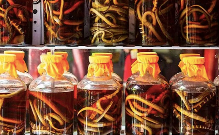 Pria Tiongkok Digigit Ular Beracun dari Botol Anggur