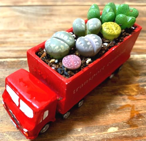 6 Jenis Sukulen bagi Pemula yang Disukai Para Ahli