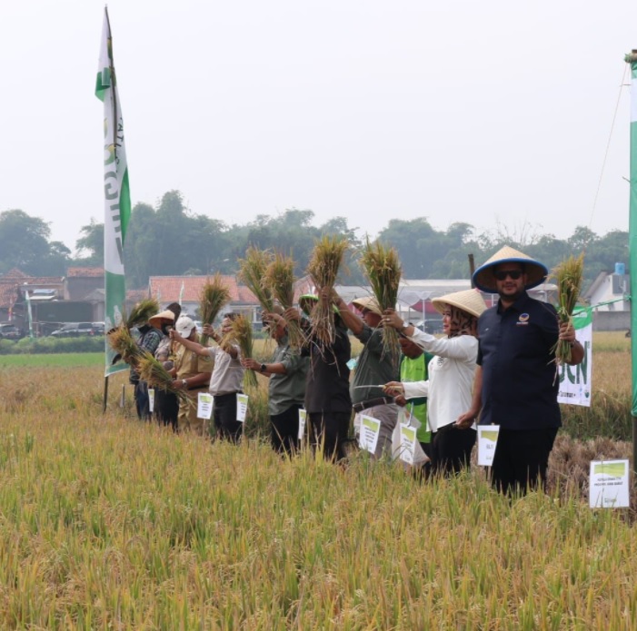 Bantuan Pupuk Organik Partai NasDem Berbuah Panen Raya di Kampung Parigi Kabupaten Bandung