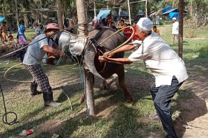Tradisi <i>Bantai Adat</i> Ritual Penyembelihan Ratusan Kerbau Sambut Ramadan di Jambi