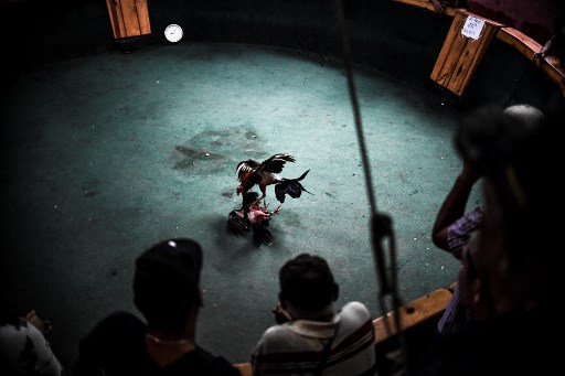 20 Orang Tewas Ditembak di Arena Sabung Ayam Meksiko