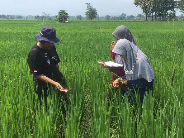 IPB University Sulap Sawah Petani Jadi 'Kampus'