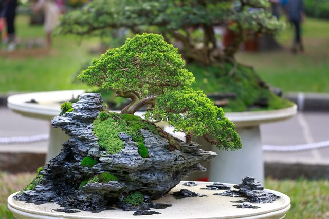 5 Pohon Bonsai Termahal dan Terbaik yang Menakjubkan!