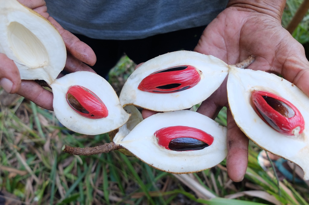 Pala Papua punya cerita bagi masyarakat Fakfak (Foto: Inobu)