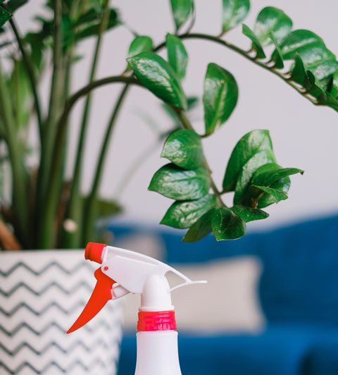 3 Jenis Taman Berbahaya untuk Hewan Peliharaan di Rumah