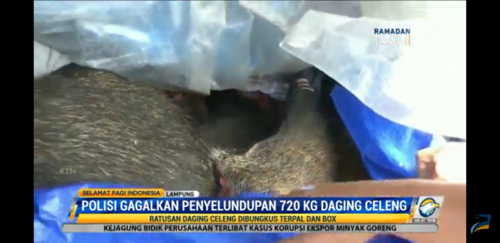 Polisi Gagalkan Penyelundupan 720 Kg Daging Celeng