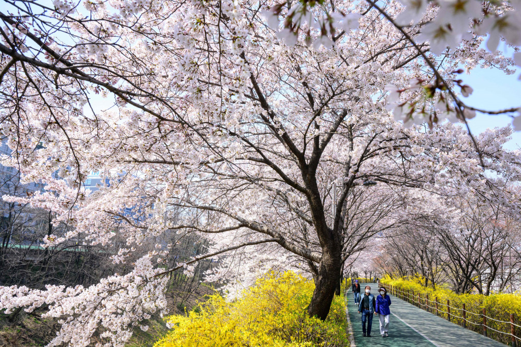 Melihat Keindahan Bunga Sakura Mekar di Korea Selatan